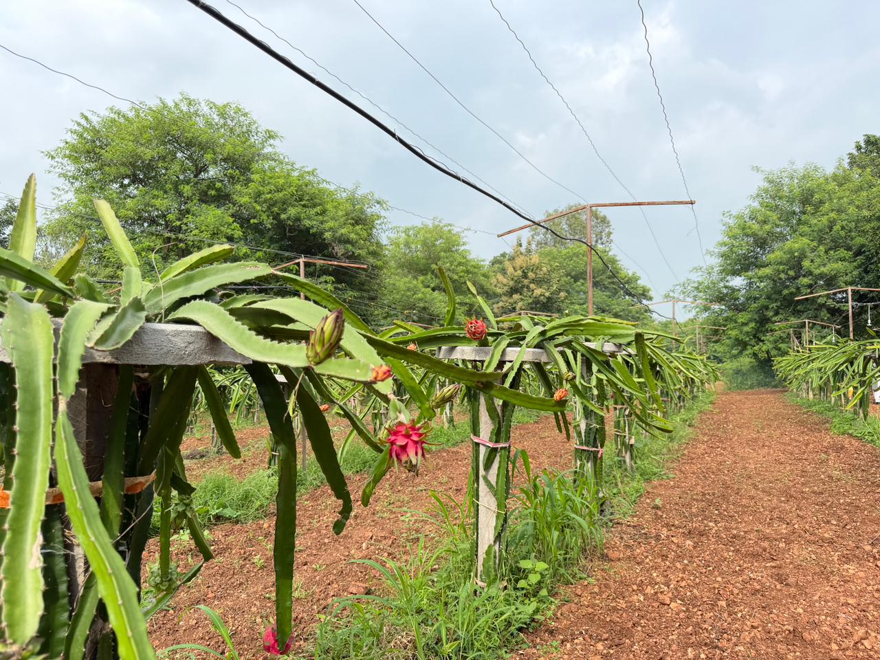પ્રાકૃતિક ખેતીથી સફળતાની નવી રાહ, હિંમતસિંહ પરમારની પ્રેરણાદાયક સફર - Image 2